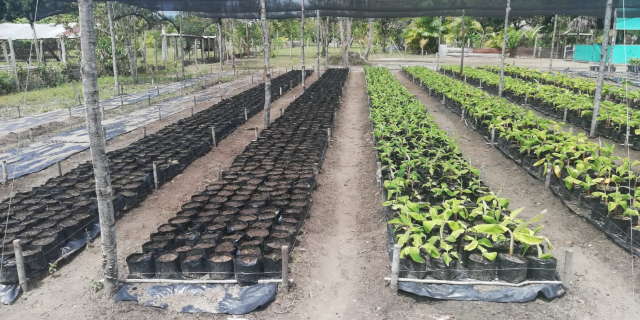 Nuevos registros de viveros en Guainía, amplían la posibilidad para los productores de adquirir material vegetal de calidad 