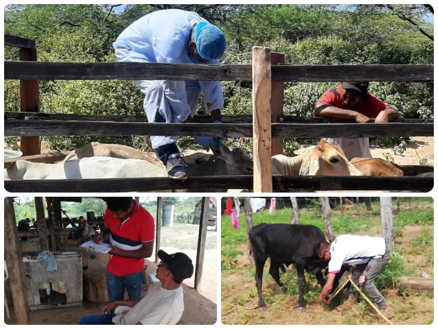 En La Guajira, el ICA atiende notificaciones por presencia de cuadros clínicos compatibles con enfermedades de control oficial en algunos animales de las comunidades indígenas