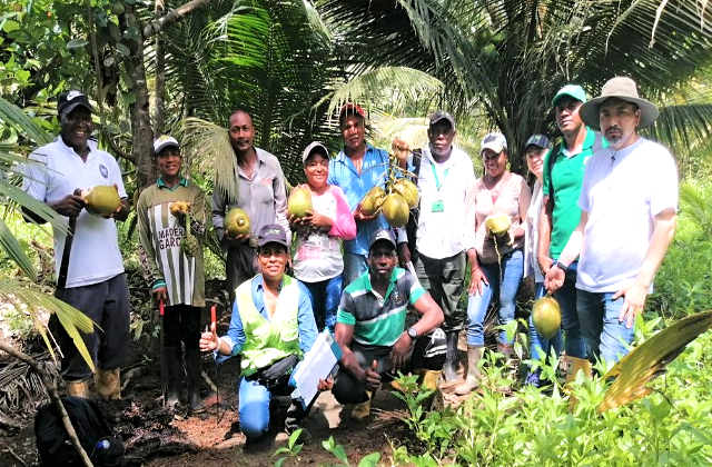 Cerca de 100 pequeños productores de coco de la Costa Pacífica nariñense participaron en la brigada fitosanitaria 