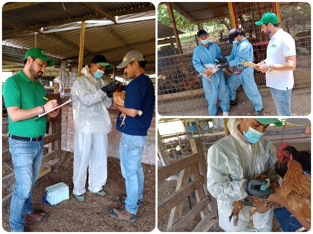 En el Tolima, cerca de ocho mil aves de traspatio fueron vacunadas contra Newcastle