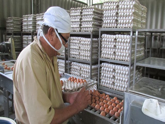 El ICA y Fenavi realizan vigilancia a la producción avícola de Sucre