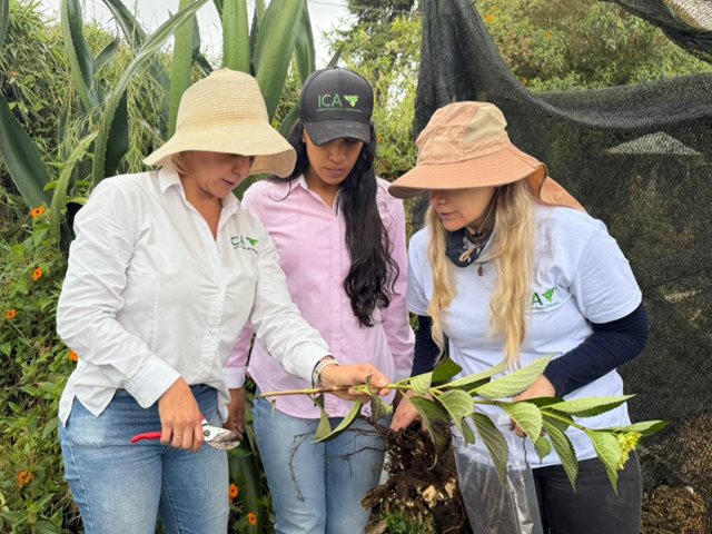 Cultivos de hortensias en Antioquia.