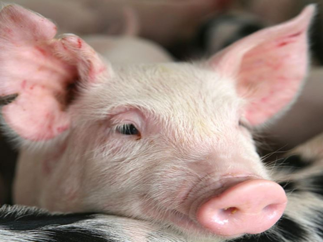 El ICA adelanta acciones para prevenir la peste porcina clásica en Santander