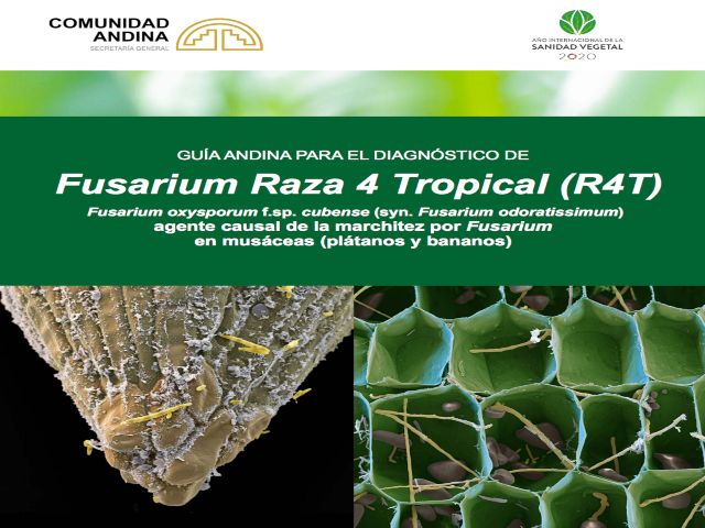 Guía Andina para el diagnóstico de Fusarium Raza 4 Tropical.