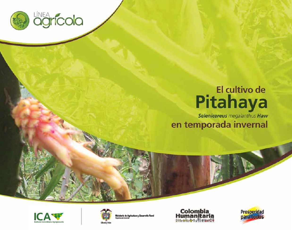 Imagen de El cultivo de Pitahaya en temporada invernal