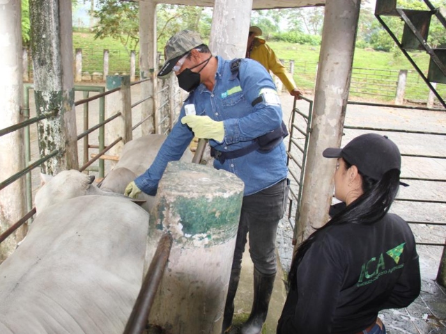 El 30 de octubre inicia el 2do ciclo de vacunación contra fiebre aftosa en Colombia