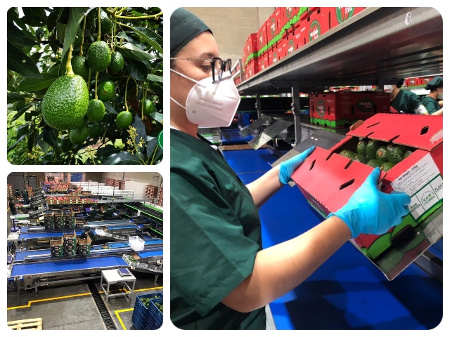 Control al embarque del aguacate Hass con destino a Corea del Sur.