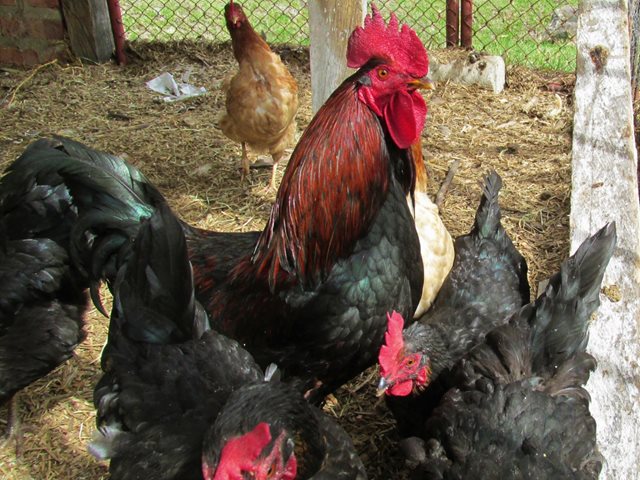 Magdalena presenta dos nuevos brotes de influenza aviar