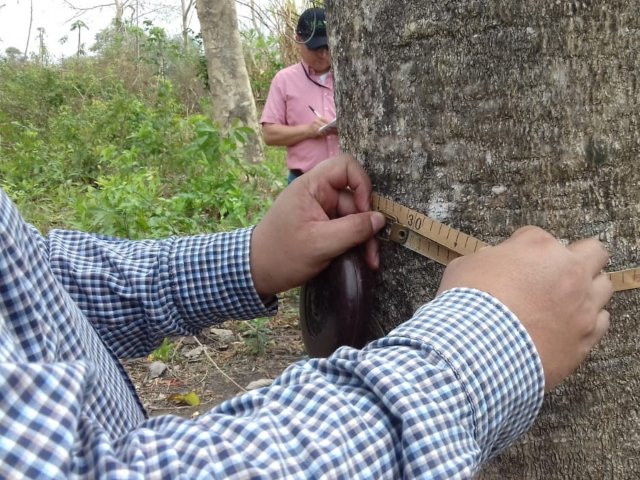 El ICA realiza visitas de inspección a plantaciones forestales del departamento