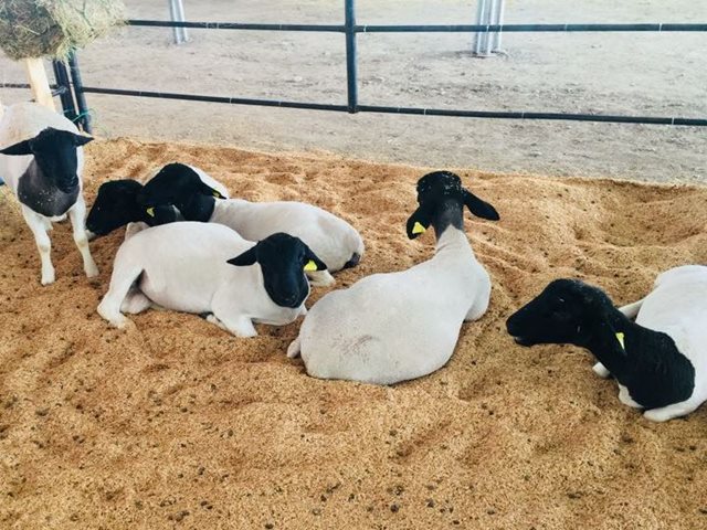 Nuevas oportunidades para que productores de ovinos y caprinos obtengan certificación en Buenas Prácticas Ganaderas