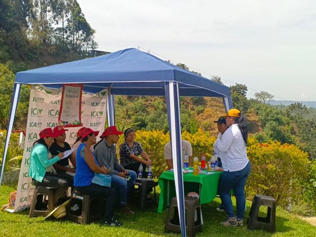 Exportar vegetales frescos a otros países, la próxima meta de los productores de aguacate Hass del Cauca 