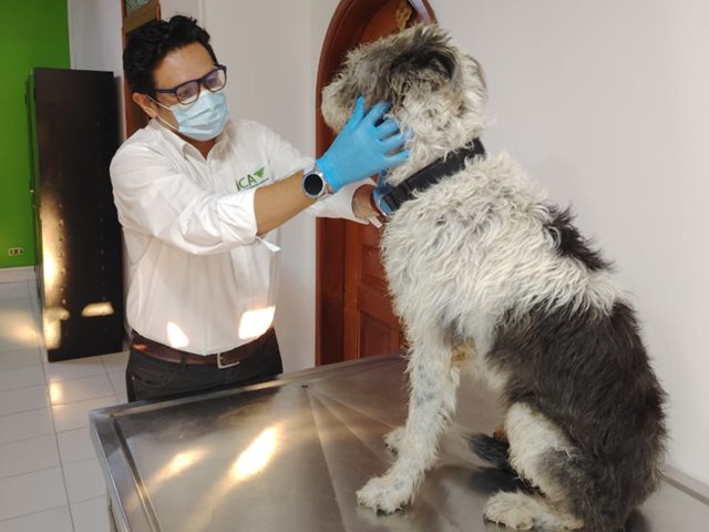 ICA Amazonas verifica la salud de perros y gatos que ingresan y salen de Colombia