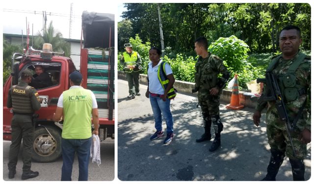 Medidas adicionales del ICA para proteger las plantaciones de plátano y banano