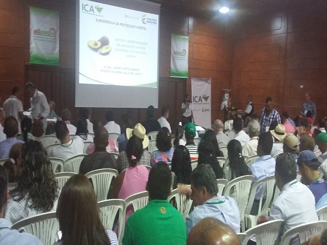Aguacate Hass del Valle del Cauca,  más cerca del comercio internacional 
