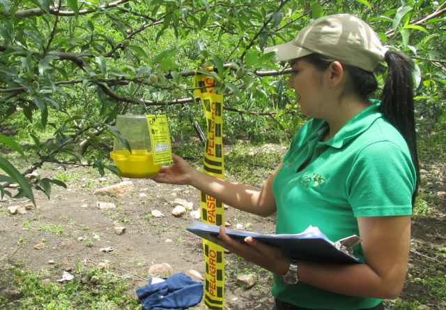 Colombia fue elegida como sede de la 10ª reunión de moscas de la fruta del hemisferio occidental