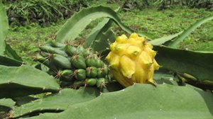 Pitaya-(3).JPG