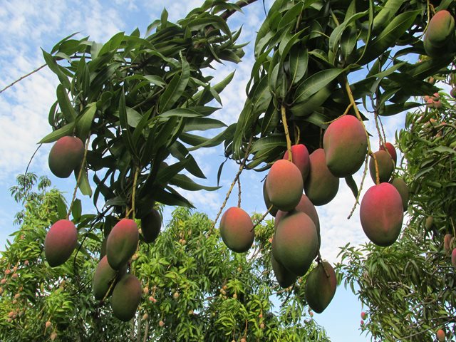 Jóvenes de colegios agropecuarios se capacitan en el manejo de moscas de la fruta