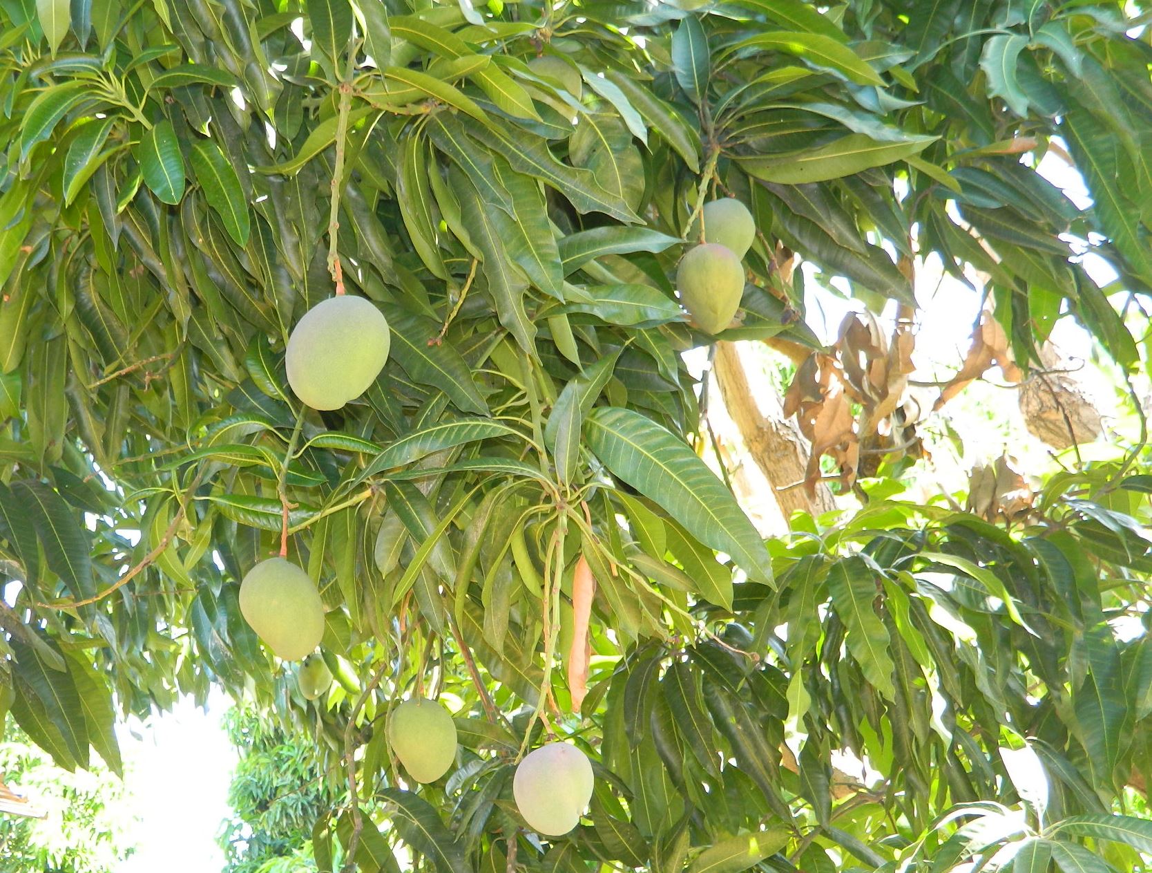 mangos-3.JPG