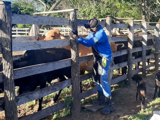 En Rionegro, el ICA trabaja con los ganaderos para la competitividad de hato santandereano   