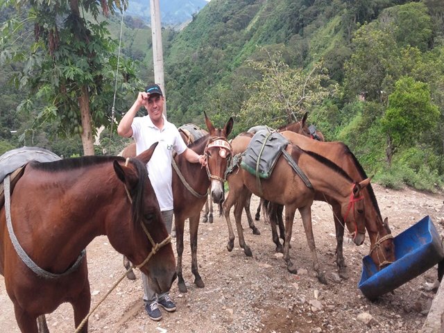 El ICA vacunó équidos en el  sur del Tolima contra encefalitis equina venezolana  