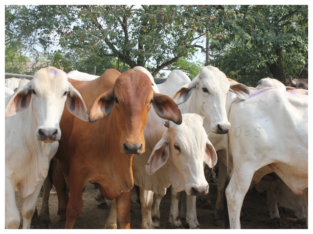 Las medidas diferenciadas para la comercialización de bovinos en Arauca, están encaminadas a la legalidad del negocio ganadero y a la sanidad animal 