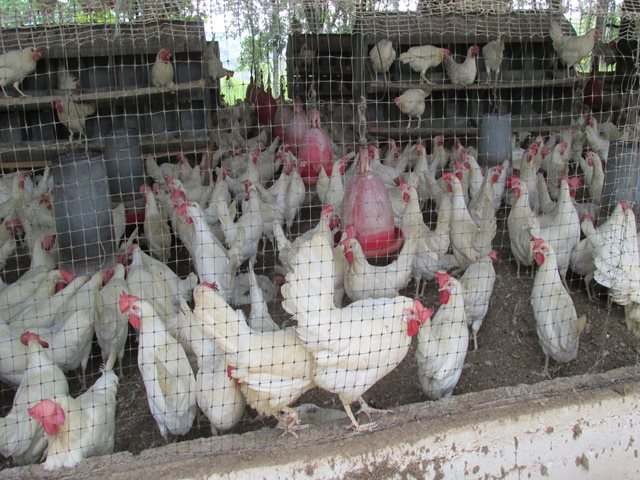 Avicultores de Boyacá en sintonía con la bioseguridad en su departamento  