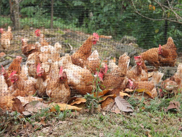El ICA controla brote de influenza aviar en el Meta 