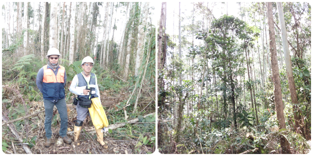 Risaralda cumple con el Programa Fitosanitario Forestal del ICA