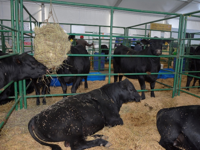 El ICA no autorizará nuevos eventos de concentración ganadera en el país