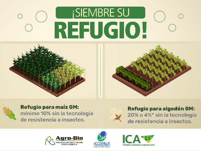 Cultivos de algodón y maíz en Colombia