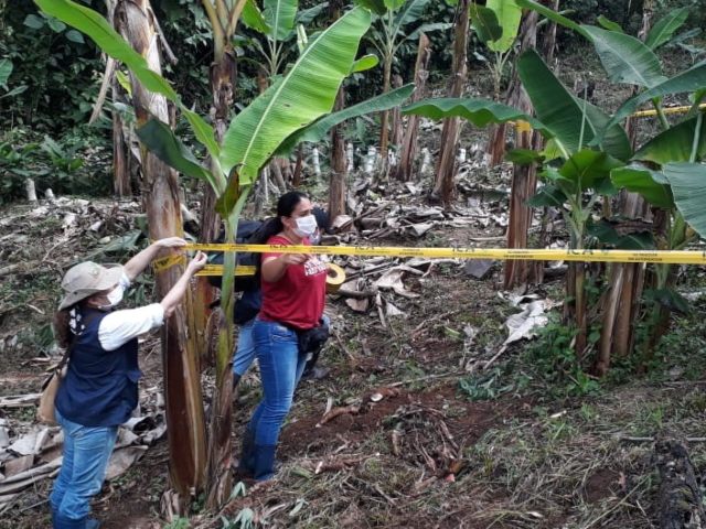 Inspección y vigilancia a cultivos de plátano.
