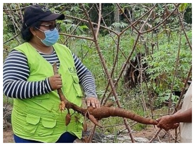 Vigilancia fitosanitaria en cultivos indígenas del Vaupés.