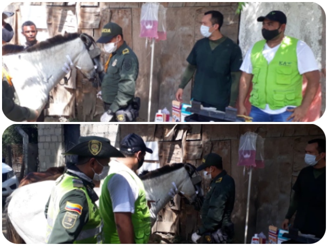 El ICA y la Policía se unen en beneficio de los equinos de Santa Marta 