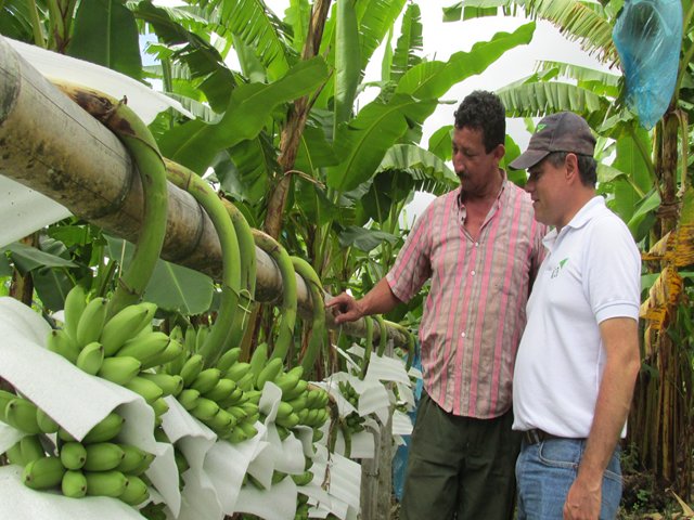 El Tolima cuenta con 1.550 hectáreas cultivadas de vegetales para exportación en fresco