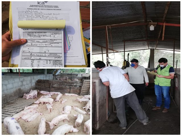 El ICA ejecuta acciones de vigilancia para la peste porcina clásica en Norte de Santander 