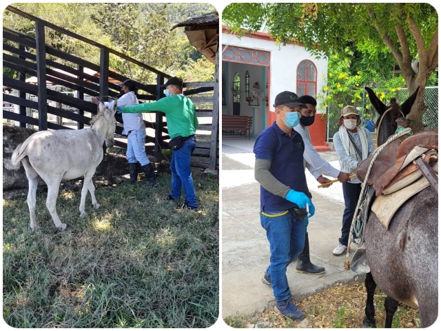 Vacunación contra la Encefalitis Equina Venezolana