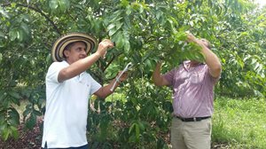 Mota-Guayaba-Atlantico-2.jpg