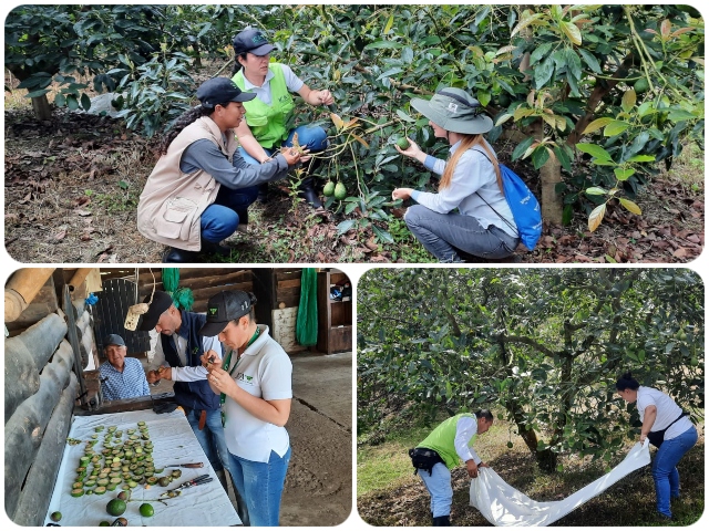 En Quindío, el ICA trabaja con pequeños y medianos productores de aguacate Hass para admisibilidad