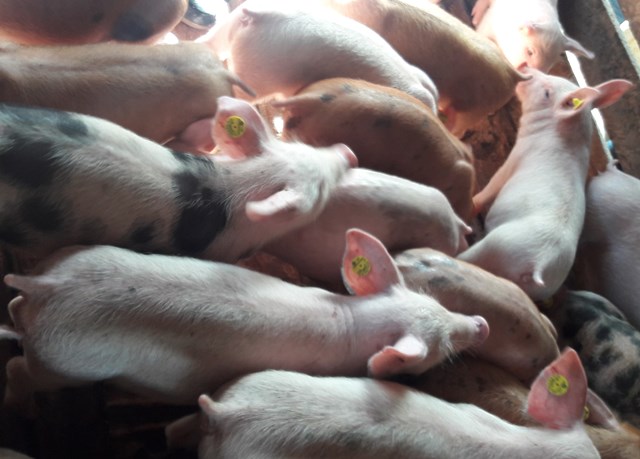 El ICA supervisa la vacunación contra la Peste Porcina Clásica en el Putumayo