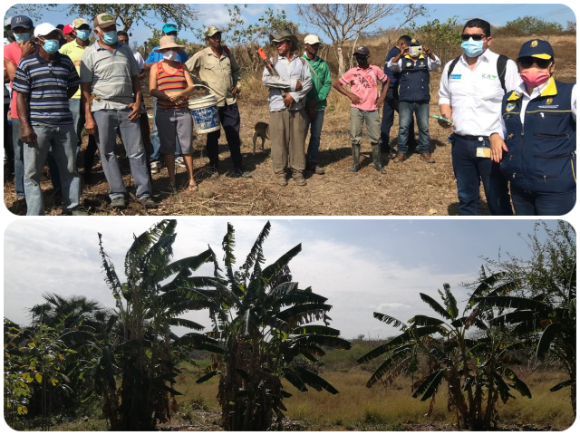 El ICA trabaja en equipo con los productores para proteger los cultivos de plátano y banano 