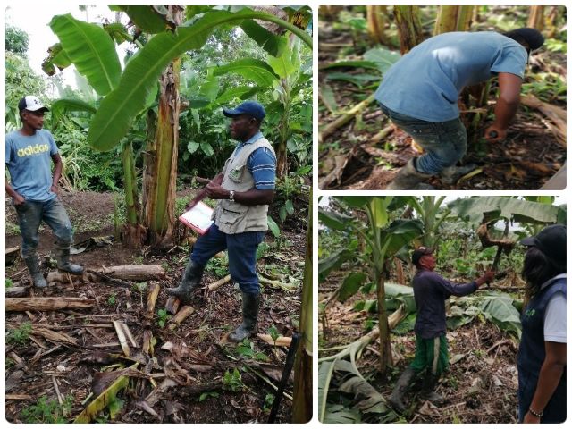 Visitas de vigilancia y control a predios de cacao y plátano.