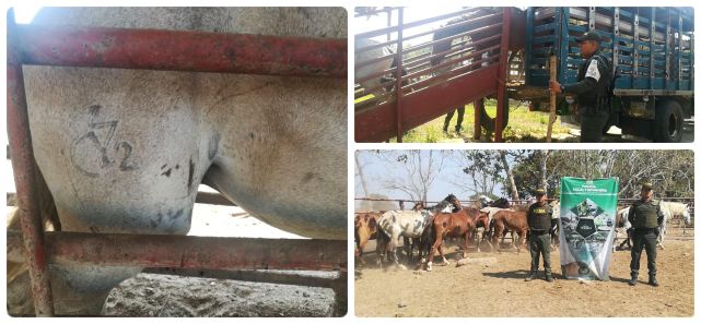 fotos-collage-ICA-CIIP-arauca.jpg