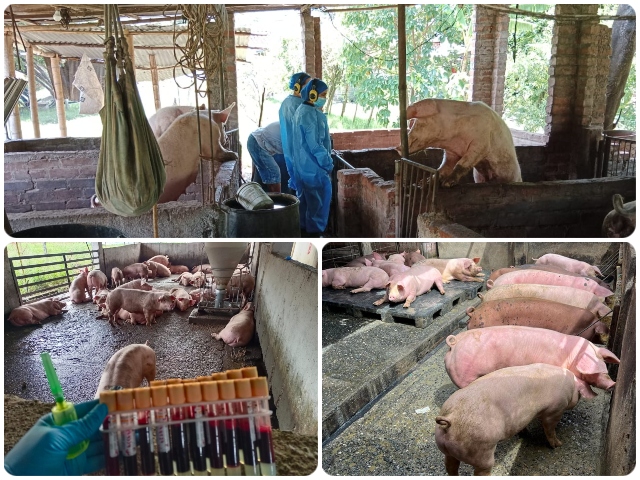 Con muestreo de vigilancia epidemiológica activa, el ICA protege al Valle del Cauca de la PPC