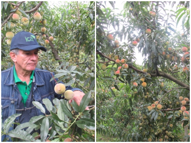 Con fruta sana, la salud y el comercio del mundo ganan
