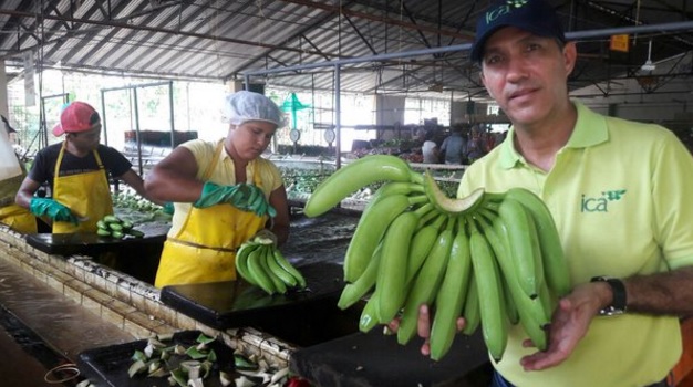  El ICA inspecciona predio exportador de banano en el Magdalena 
