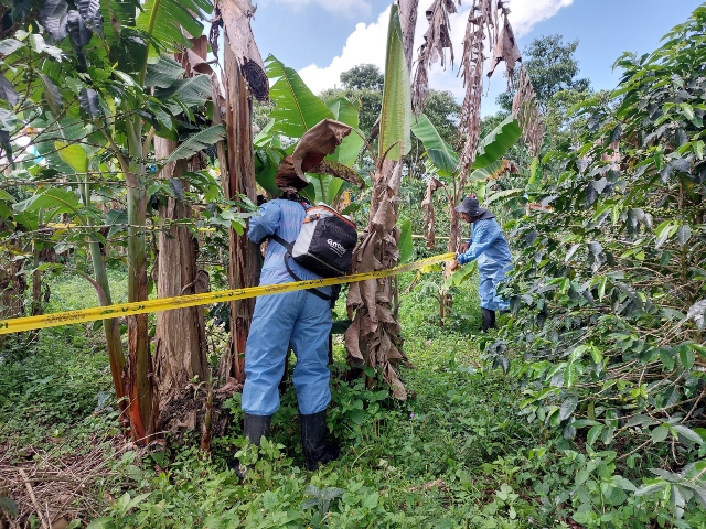 Foto-ICA-Brigada-fitosanitaria-en-cultivos-de-platano-en-municipios-del-Quindio-1.jpg