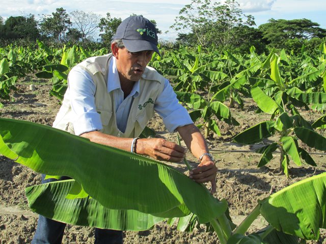 El ICA revaluó el registro al 90% de los plaguicidas de uso agrícola con categorías toxicológicas de alto riesgo para la salud y el ambiente