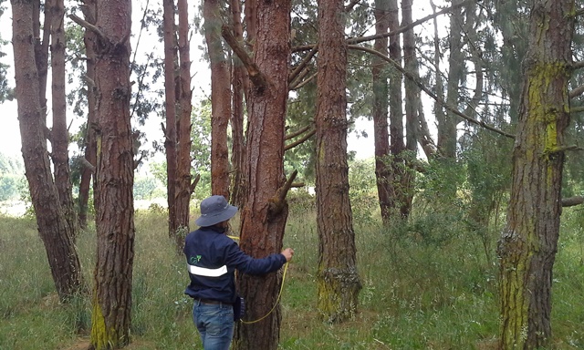 El ICA continúa con las visitas de vigilancia fitosanitaria en cultivos forestales de Nariño