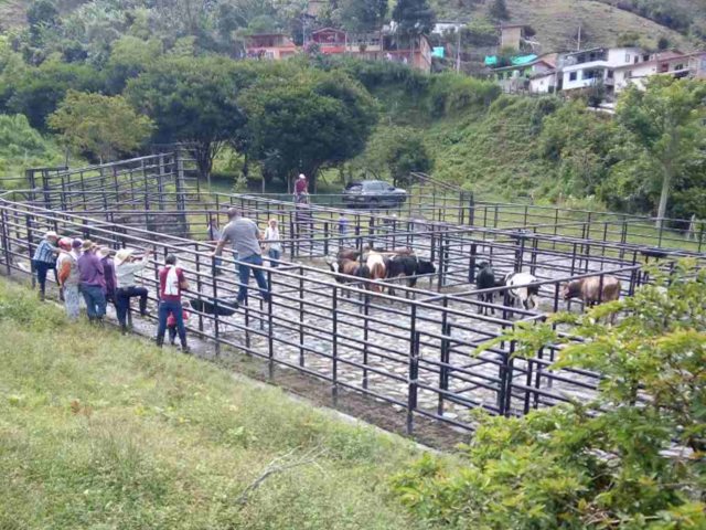 Feria ganadera en Carmen de Atrato contó con la supervisión del ICA