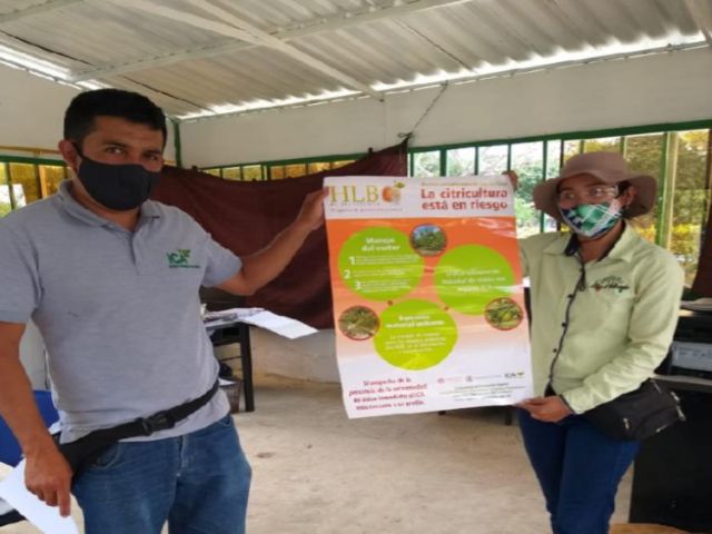 El ICA trabaja para mantener el estatus fitosanitario del Tolima como departamento libre de HLB
